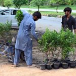 Workers shift plant saplings at a nursery, prepared for sale, in the Federal Capital