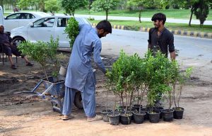 Workers shift plant saplings at a nursery, prepared for sale, in the Federal Capital