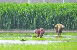 Female agricultural workers are transplanting paddy seedlings in a water-filled field during the ongoing paddy cultivation season on the city's outskirts.