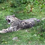 A snow leopard roars under the care of the Wildlife Department at Naltar Valley. The animal was brought from Khunjerab, Hunza, in 2016 and is now around 12 years old