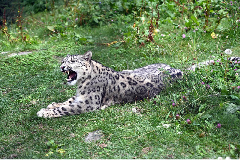 A snow leopard roars under the care of the Wildlife Department at Naltar Valley. The animal was brought from Khunjerab, Hunza, in 2016 and is now around 12 years old