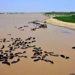A large numbers of buffaloes bathing in bank of Indus river after increased water levels of Indus river