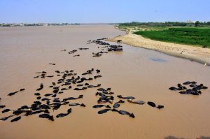 A large numbers of buffaloes bathing in bank of Indus river after increased water levels of Indus river