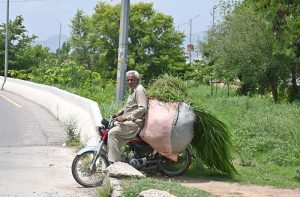 A man transports freshly cut grass on a motorcycle after collecting it from a greenbelt to feed his livestock in the federal capital.