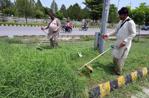 A man transports freshly cut grass on a motorcycle after collecting it from a greenbelt to feed his livestock in the federal capital.