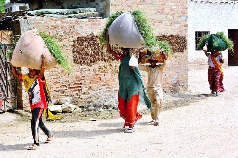 Women carrying bundles of grass on their heads after cutting them from the field at Latifabad Unit No. 4