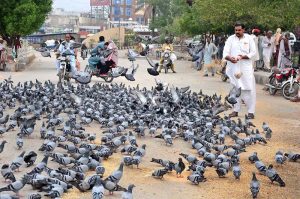 A person throws food to pigeons as an act of kindness and compassion by the roadside.