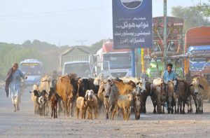 Shepherds lead cattle and sheep to the fields for grazing in a traditional rural practice.