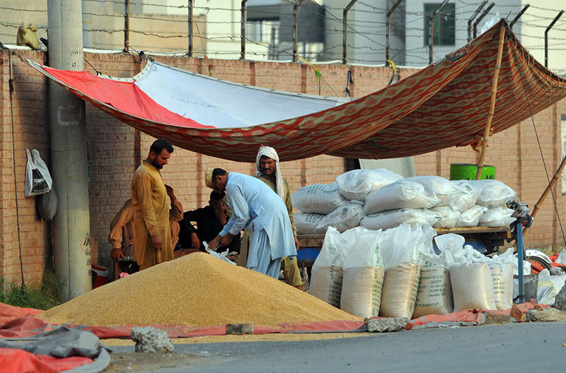 Labourers pack wheat into plastic bags from a roadside grain stockpile for sale to customers at Qasimpur Colony