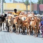 Shepherds guiding a herd of cows along the Northern Bypass road toward the field for grazing