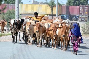 Shepherds guiding a herd of cows along the Northern Bypass road toward the field for grazing