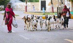 Shepherd women lead and guard a herd of goats as they head towards a grazing area in the city.