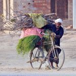 A villager transports a heavy bundle of firewood and green fodder loaded onto his bicycle on the outskirts of the city