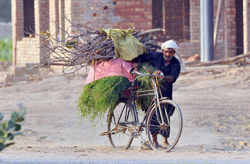 A villager transports a heavy bundle of firewood and green fodder loaded onto his bicycle on the outskirts of the city