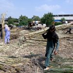 Labourers unload bundles of sugarcane from a delivery truck at the Fruit Market in the Federal Capital