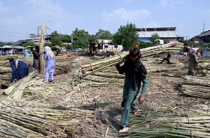 Labourers unload bundles of sugarcane from a delivery truck at the Fruit Market in the Federal Capital