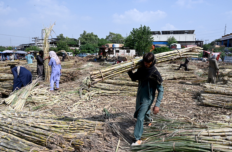 Labourers unload bundles of sugarcane from a delivery truck at the Fruit Market in the Federal Capital
