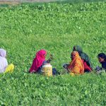 Women farmers take a short break to rest and drink water while harvesting crops in a lush green field on the outskirts of the city