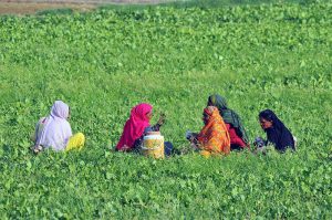 Women farmers take a short break to rest and drink water while harvesting crops in a lush green field on the outskirts of the city