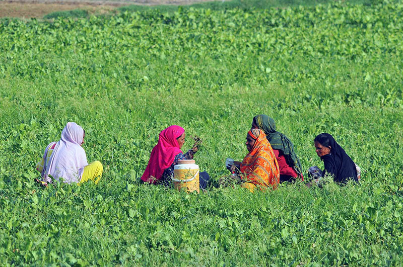Women farmers take a short break to rest and drink water while harvesting crops in a lush green field on the outskirts of the city