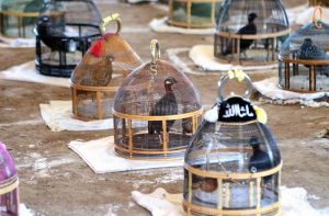 Participants display their caged birds during the Black Partridge Singing Competition in the Sepphen area.