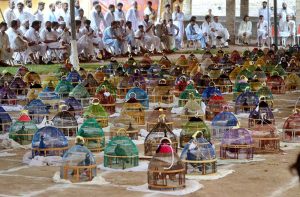 Participants display their caged birds during the Black Partridge Singing Competition in the Sepphen area.