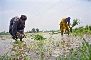 Farmers are busy cultivating rice plantlets in a farm field along Kandiwal Road.