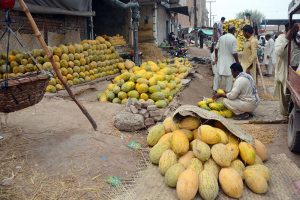 Vendor displaying fresh Seasonal fruit Garma to attract customers at fruit market