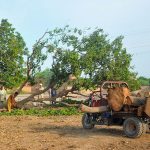 A labourer uses a power saw to cut a mango tree into logs as the site is cleared for the construction of a building, while the timber is loaded onto a motorcycle loader for transportation to the timber market in the city
