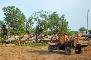 A labourer uses a power saw to cut a mango tree into logs as the site is cleared for the construction of a building, while the timber is loaded onto a motorcycle loader for transportation to the timber market in the city
