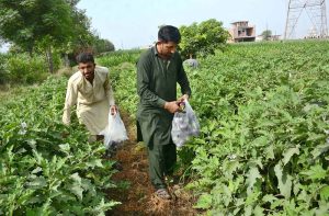 Farmers are picking seasonal vegetable ‘brinjal’ at the farm field.