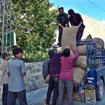 Farmers are loading the Naltar potatoes into a vehicle for transportation to the market
