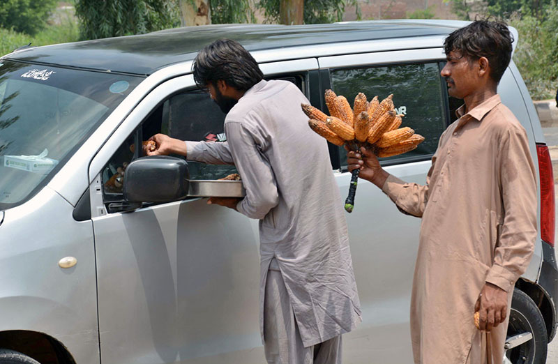 A vendor displaying and selling roasted corn cobs to attract the customers
