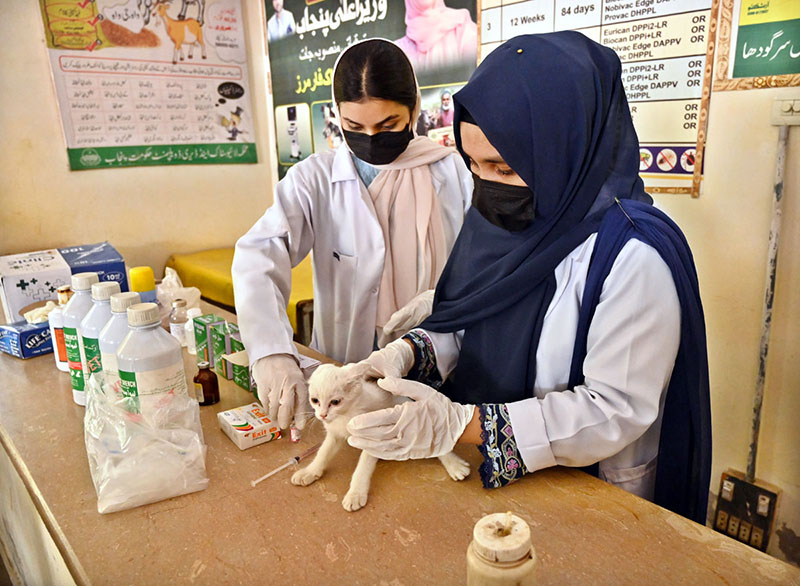 Veterinary doctors examine a pet at the Civil Veterinary Hospital, Noori Gate