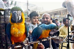 A man and his son show interest in a Brazilian macaw at the Saddar Bird Market