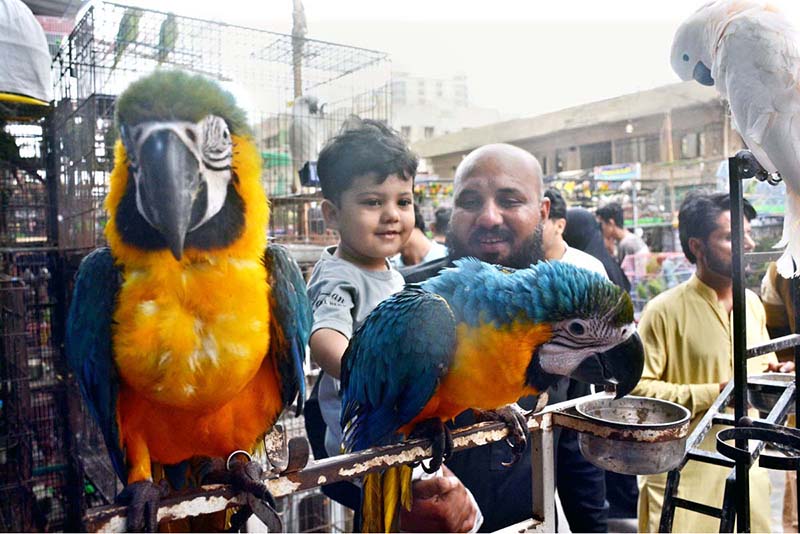A man and his son show interest in a Brazilian macaw at the Saddar Bird Market