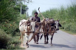 A farmer on the way back along with bull after routine work in their farm field.