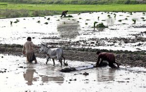 A farmer pushes a wooden levelling slab by hand while another leads donkeys to prepare a field for rice cultivation.