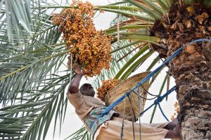 A farmer plucks a bunch of fresh, crunchy dates from a palm tree during the harvesting season.