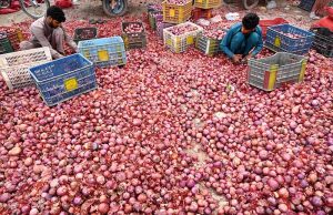 Laborers busy in sorting out quality onions at outside the Singpura Fruit and Vegetable Market in the Provincial Capital.