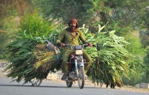 A motorcyclist rides an overloaded bundle of freshly cut green fodder for livestock along a roadside on the outskirts of the city..
