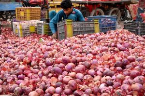 Laborers busy in sorting out quality onions at outside the Singpura Fruit and Vegetable Market in the Provincial Capital.