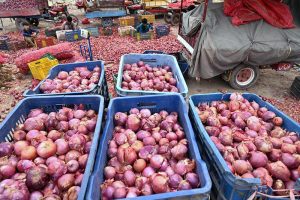 Laborers busy in sorting out quality onions at outside the Singpura Fruit and Vegetable Market in the Provincial Capital.