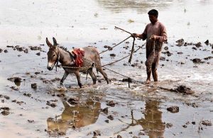 A farmer prepares a waterlogged paddy field with the help of donkey for rice cultivation near Faridabad Siyal village.