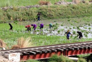 Women farmers transplant rice seedlings in a paddy field along the railway track during the rice cultivation season on the outskirts of the city.