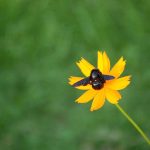 A black bee collects nectar from a flower