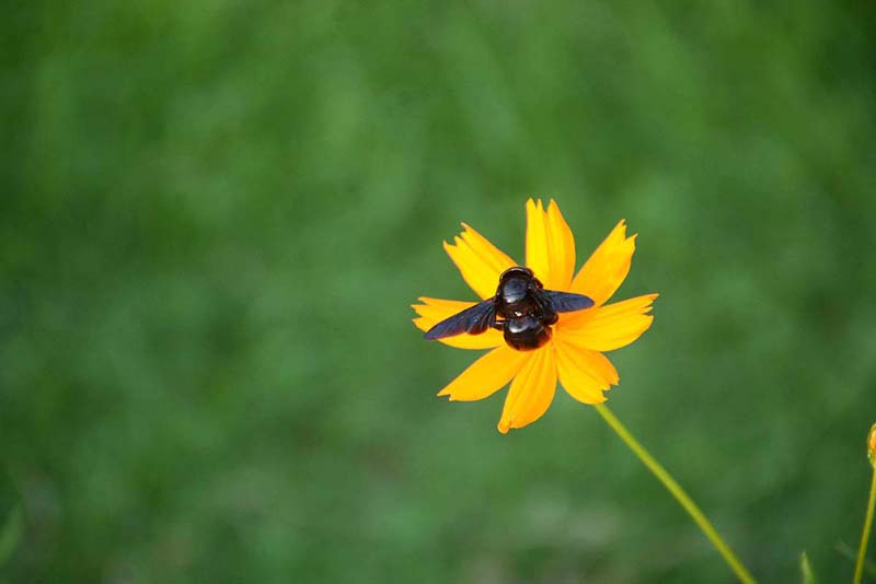 A black bee collects nectar from a flower