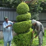Cantonment Board Sargodha workers pruning plants at University Road