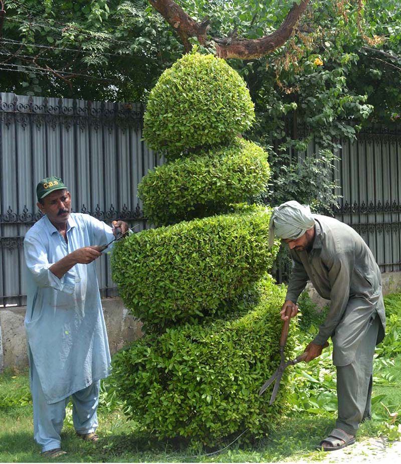 Cantonment Board Sargodha workers pruning plants at University Road