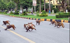 A troop of monkeys crosses Margalla Road, underscoring the importance of wildlife awareness and protective measures to reduce the risk of road accidents in the federal capital.